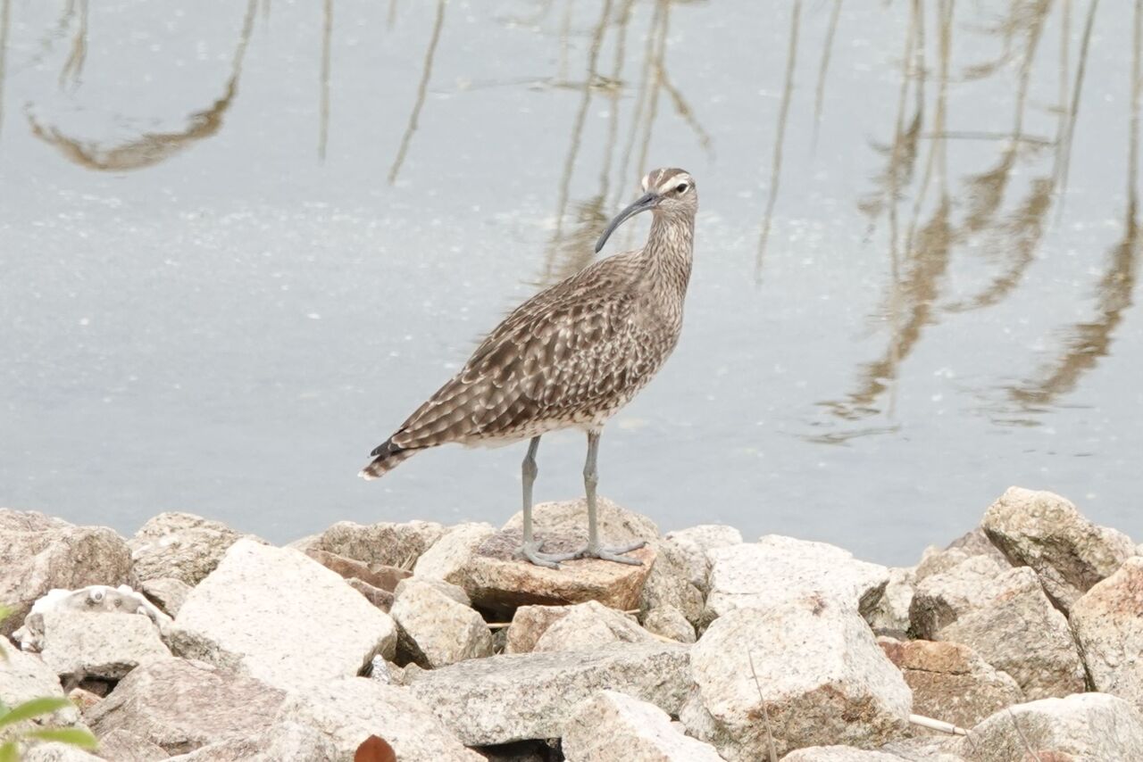 大阪南港野鳥園 シギ チドリたち 池田 伏尾台 四日市 海蔵川 末広橋付近 の野鳥