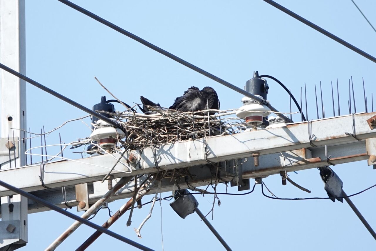 中川原 電柱のカラスの巣 池田 伏尾台 四日市 海蔵川 末広橋付近 の野鳥