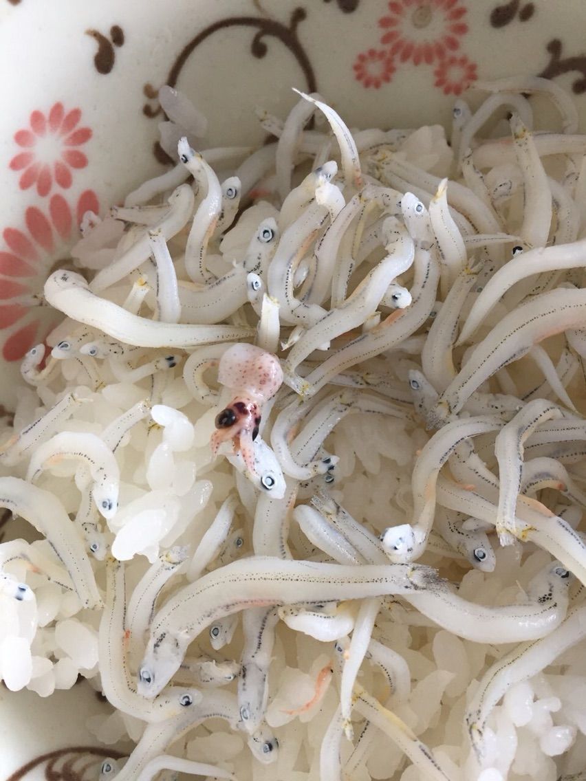 シラスの中にイカ タコ の赤ちゃん 蔵王 遠刈田温泉 田舎暮らし シラスの中にイカ タコ の赤ちゃん 蔵王 遠刈田温泉 田舎暮らし
