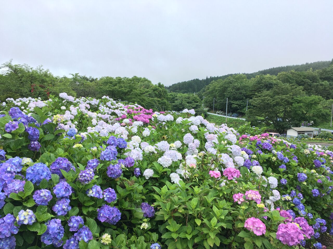 宮城白石 川原子あじさいロード 宮城蔵王 遠刈田遊び 宮城白石 川原子あじさいロード 宮城蔵王 遠刈田遊び