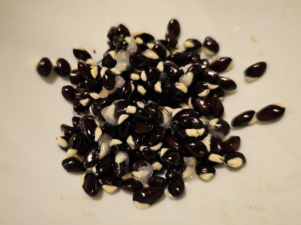 ひたすら種を出す