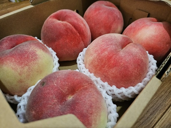 いただきました！