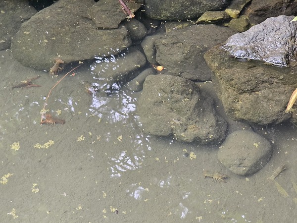 めっちゃいるし