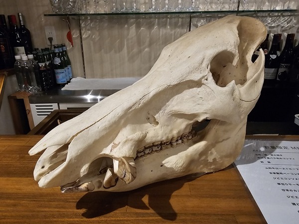 150kgのイノシシ