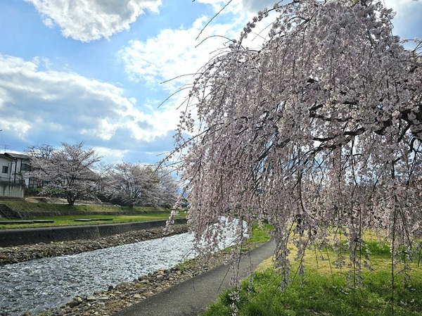 川と桜
