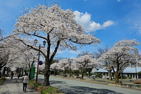 IMG_20240412_212043_(900_x_600_ピクセル)