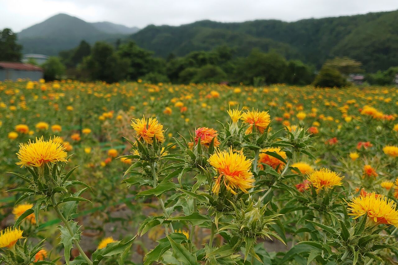 見るならホント今しかない 山形紅花まつり 山形グルメ探検隊 見るならホント今しかない 山形紅花まつり 山形グルメ探検隊