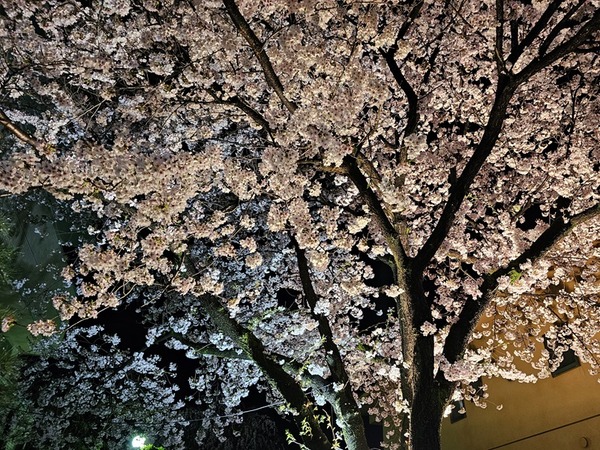 帰り道での夜桜