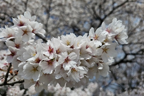 IMG_20240412_212540_(900_x_600_ピクセル)