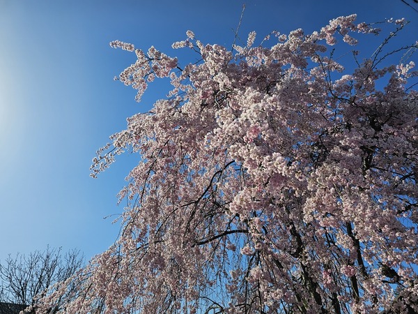 実家の前の枝垂桜