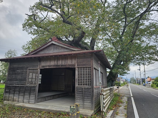 地蔵桜
