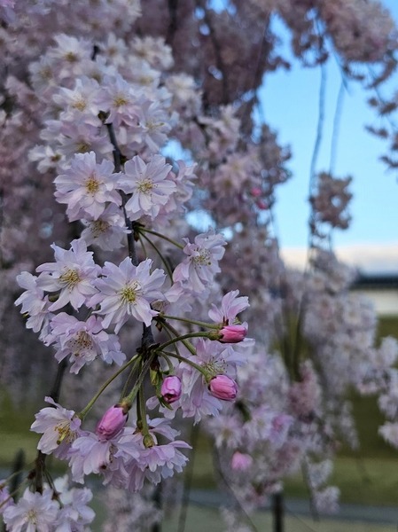 枝垂れ桜