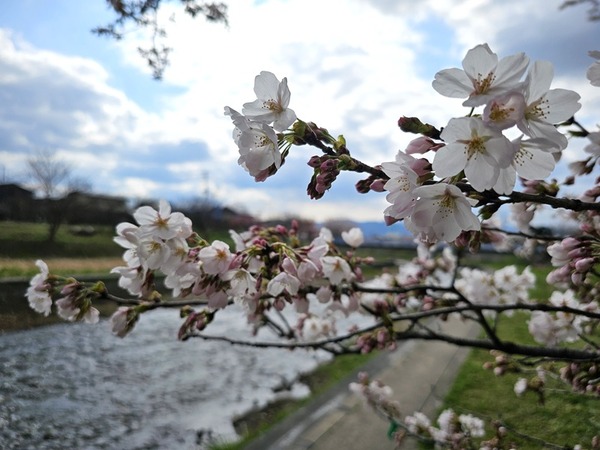 川と桜。