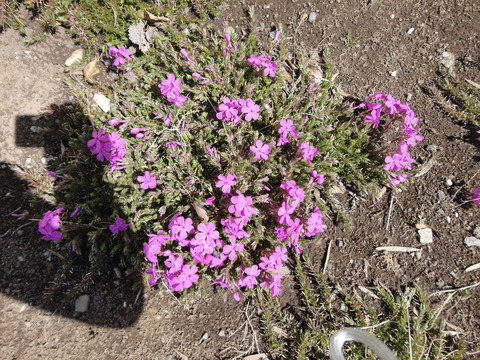 芝桜