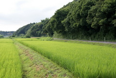 素晴らしい夏空