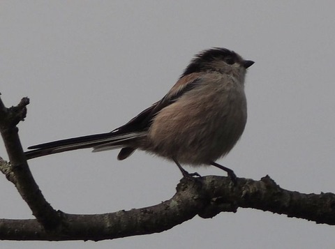 PB051246_s