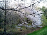 名残の桜