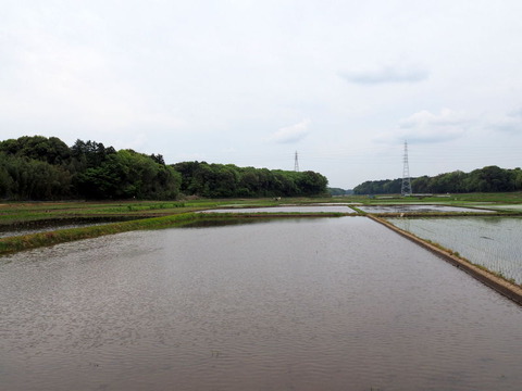 P4294034