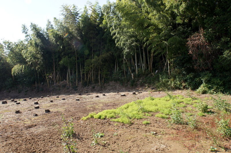 初めての佐倉牧 野馬土手オタクには最高の1日でした 笑 東葛人的道楽