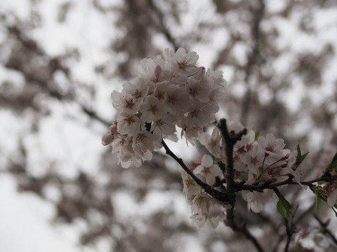 P4090491_s