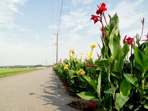 この前の日曜日 亀成川と師戸川を結ぶルートを 発見 しました 東葛人的道楽
