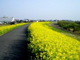 菜の花