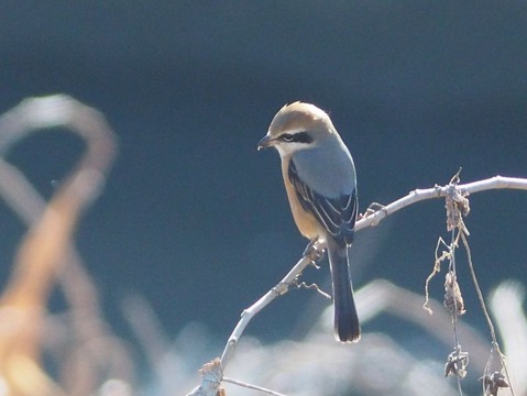 PC181720_s
