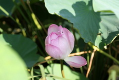 蓮