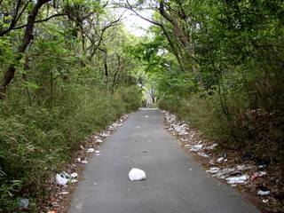 人目がなくなると神様もいなくなる 美しい森の道に捨てられたゴミに愕然 東葛人的道楽