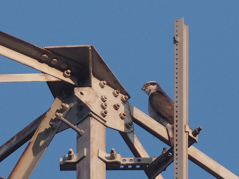 P1040694[1]