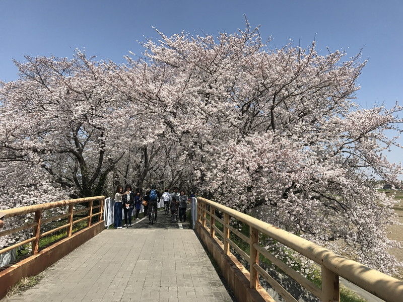 吉見町のさくら堤公園 圧倒的存在感の桜が素晴らしい 東葛人的道楽 吉見町のさくら堤公園 圧倒的存在感の桜が素晴らしい 東葛人的道楽