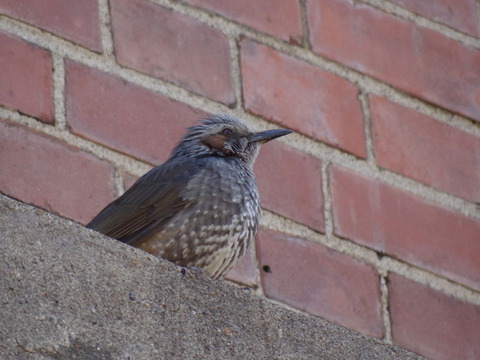 DSC03856