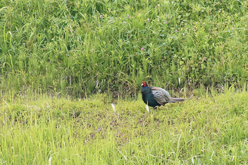 DSC03915-1[1]