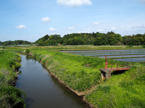 P4294057