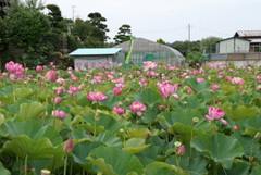 手賀沼の蓮