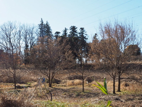 PC173487-001