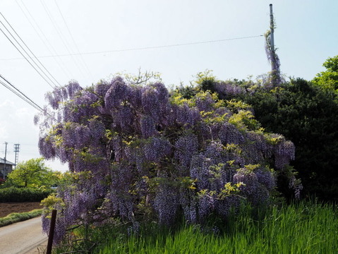 P4294055