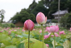 手賀沼の蓮
