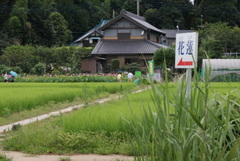 手賀沼の蓮