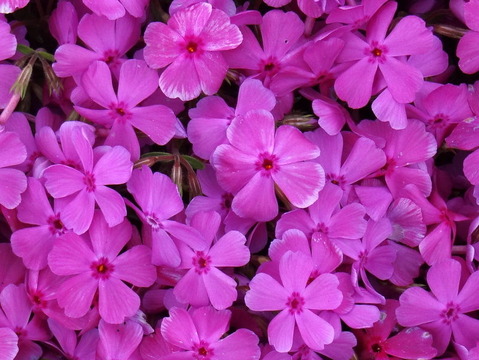 DSC04250