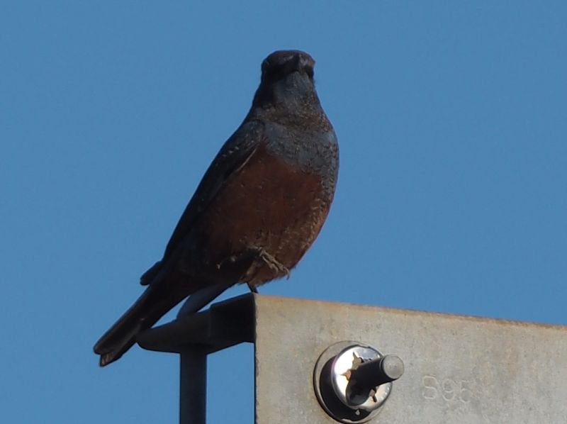 三が日に出会った黒い鳥 カラスではない君は誰 東葛人的道楽 三が日に出会った黒い鳥 カラスではない君は誰 東葛人的道楽