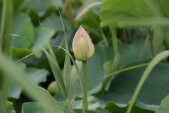 手賀沼の蓮