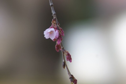 DSC06310_s