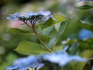 P6172393
