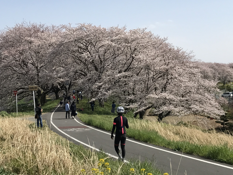 吉見町のさくら堤公園 圧倒的存在感の桜が素晴らしい 東葛人的道楽 吉見町のさくら堤公園 圧倒的存在感の桜が素晴らしい 東葛人的道楽