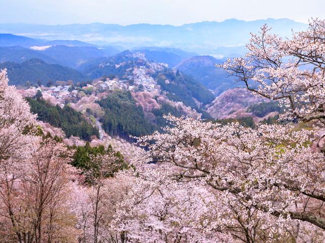 はじめてお花見をした武将とは?