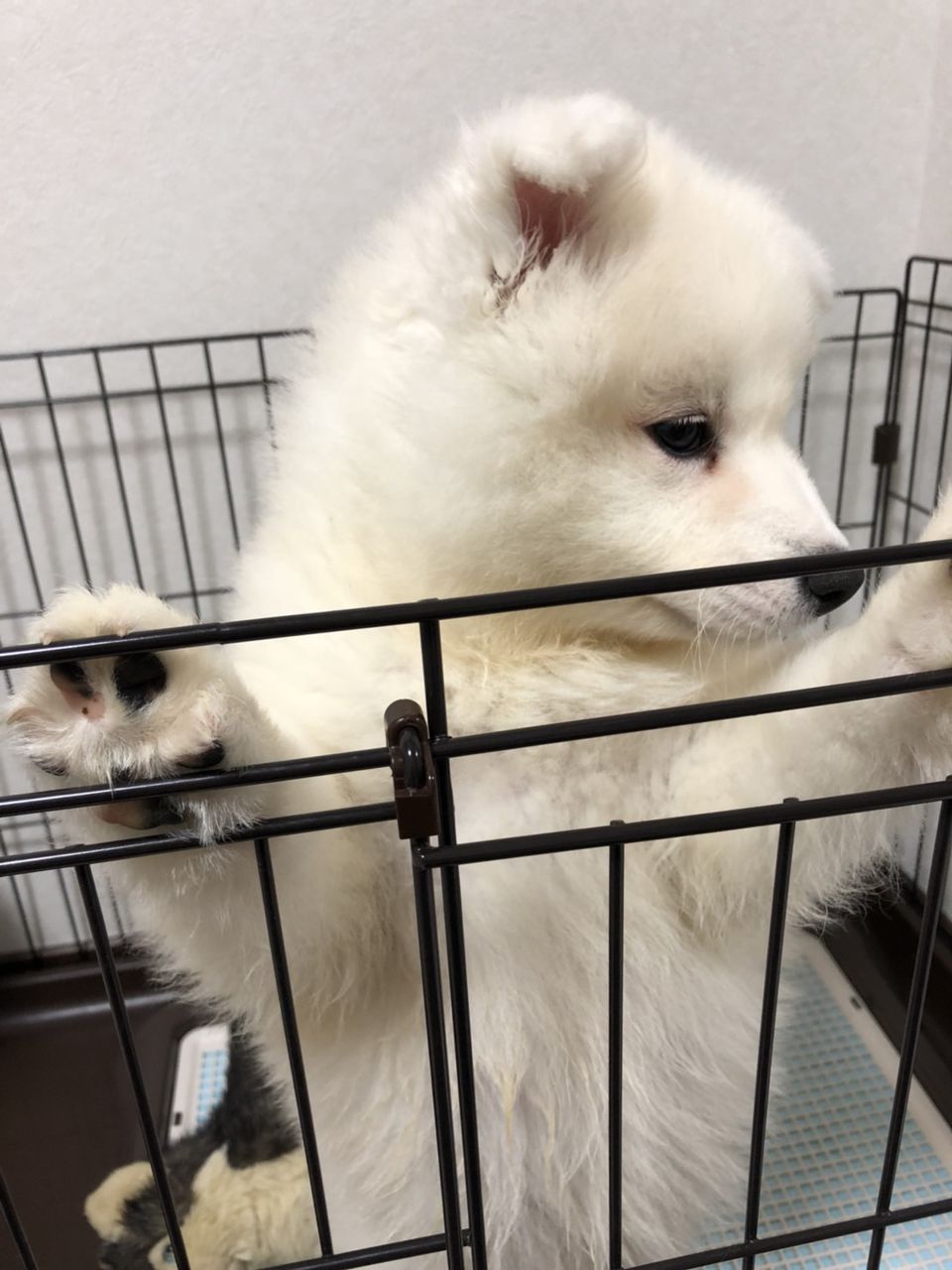 急に体がでかくなった やってきた もふもふサモエド犬