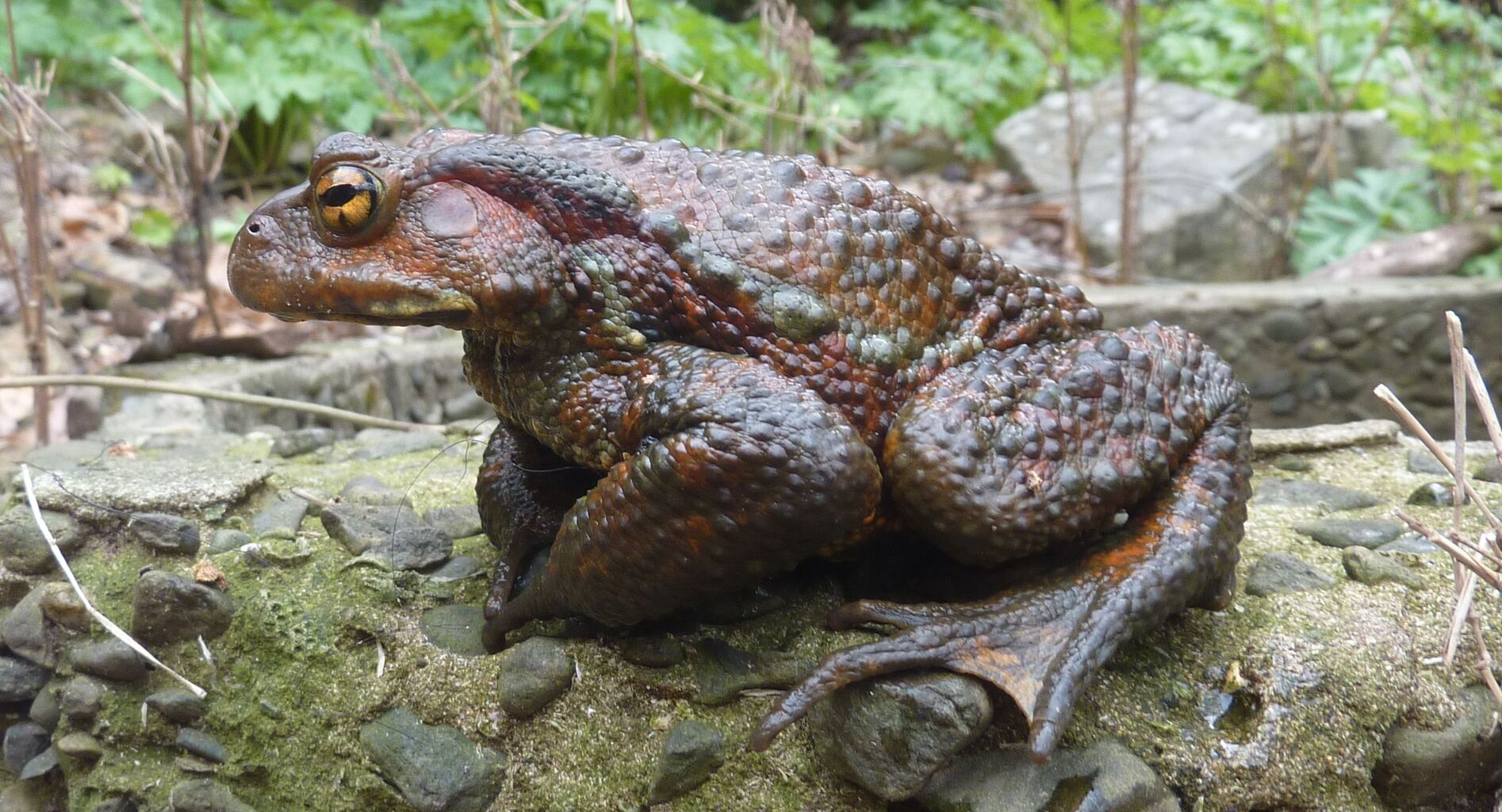 ガマガエルの恩返し・・・ : 東海心のバレー