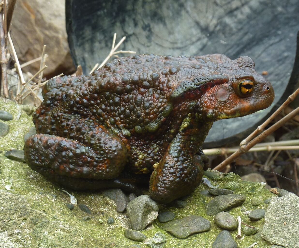 ガマガエルの恩返し・・・ : 東海心のバレー