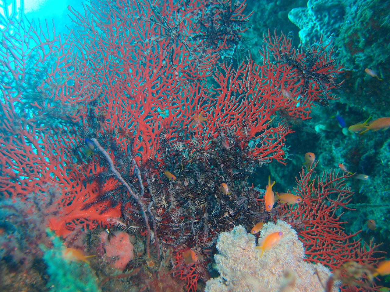 PB165089